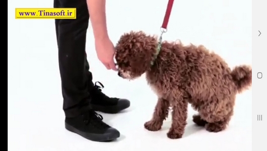 اسکرین شات 4 برنامه نحوه نگهداری و آموزش سگ های خانگی