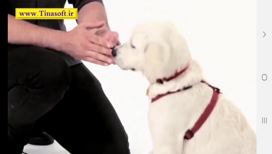اسکرین شات 2 برنامه نحوه نگهداری و آموزش سگ های خانگی