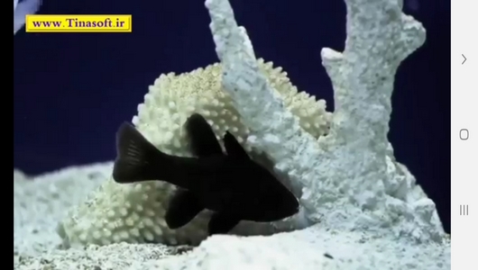 اسکرین شات 10 برنامه نحوه نگهداری آکواریوم و ماهی های آن