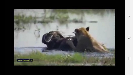 اسکرین شات 7 برنامه دنیای شیرها و پلنگ ها