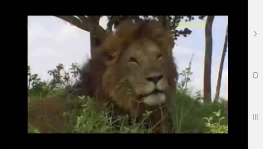 اسکرین شات 4 برنامه دنیای شیرها و پلنگ ها