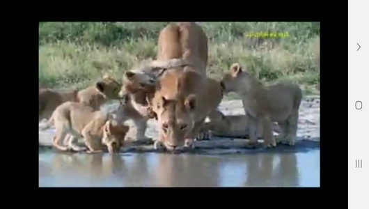 اسکرین شات 2 برنامه دنیای شیرها و پلنگ ها