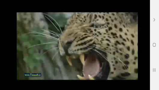 اسکرین شات 10 برنامه دنیای شیرها و پلنگ ها