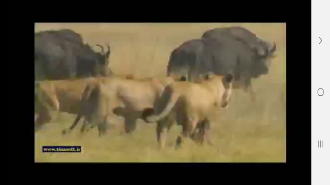 اسکرین شات 3 برنامه دانستنی هایی از دنیای شیرها