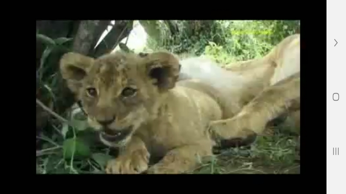 اسکرین شات 8 برنامه دانستنی هایی از دنیای شیرها