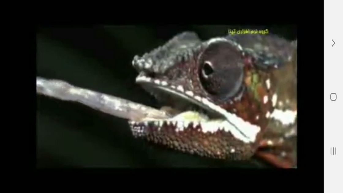 اسکرین شات 7 برنامه دانستنیهایی از سوسمارها ومارمولک ها