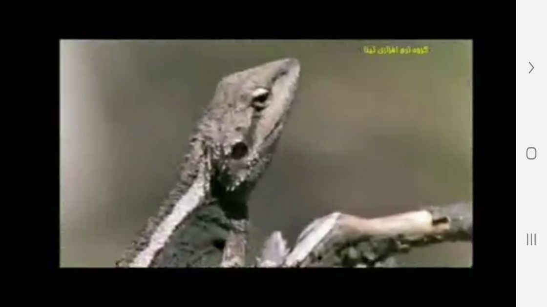 اسکرین شات 5 برنامه دانستنیهایی از سوسمارها ومارمولک ها