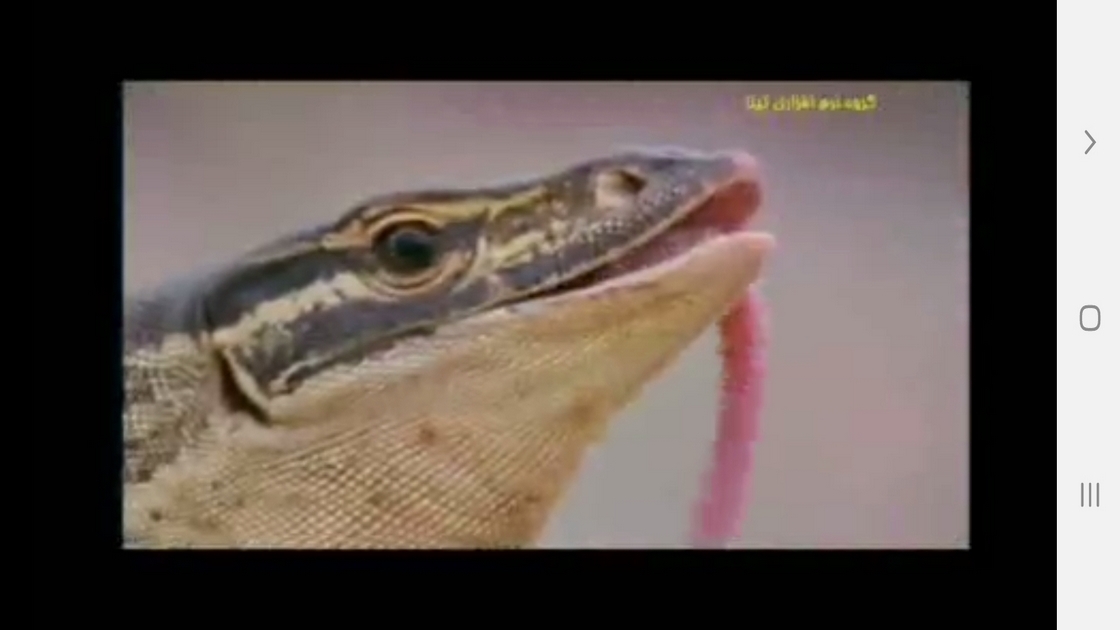 اسکرین شات 4 برنامه دانستنیهایی از سوسمارها ومارمولک ها