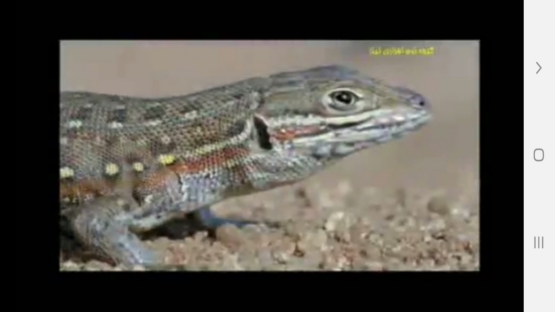 اسکرین شات 9 برنامه دانستنیهایی از سوسمارها ومارمولک ها