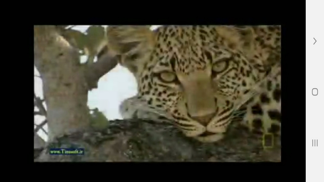 اسکرین شات 7 برنامه دانستنی هایی از دنیای پلنگ ها