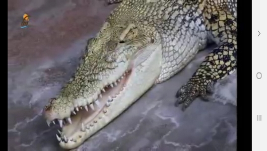 اسکرین شات 9 برنامه دانستنی های علمی از حیوانات