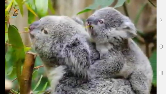 اسکرین شات 10 برنامه دانستنی های علمی از حیوانات