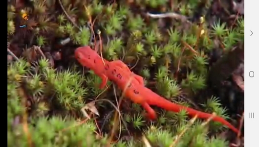 اسکرین شات 3 برنامه دانستنی های علمی از حیوانات