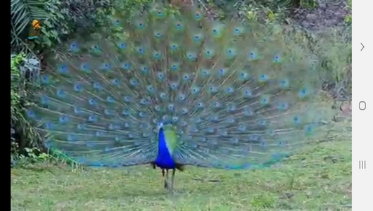 اسکرین شات 6 برنامه دانستنی های علمی از حیوانات