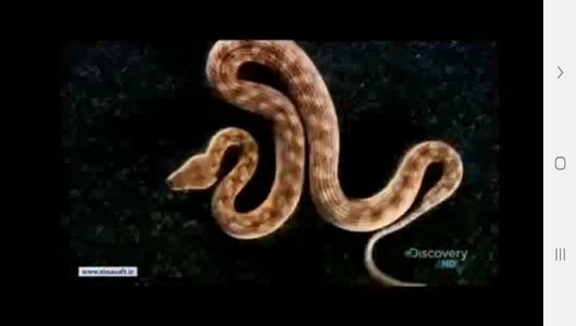 اسکرین شات 2 برنامه مارها ، سوسمارها و مارمولک ها