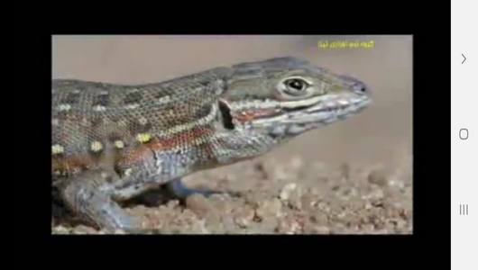 اسکرین شات 10 برنامه مارها ، سوسمارها و مارمولک ها