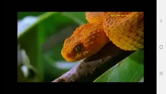 اسکرین شات 7 برنامه مارها ، سوسمارها و مارمولک ها