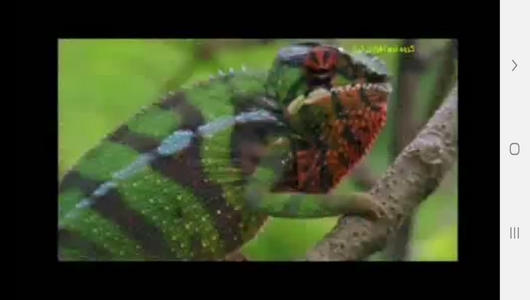 اسکرین شات 9 برنامه مارها ، سوسمارها و مارمولک ها