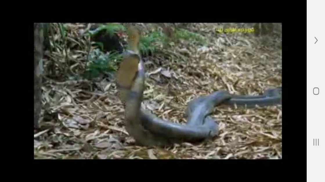 اسکرین شات 11 برنامه دانستنی هایی از دنیای مارها