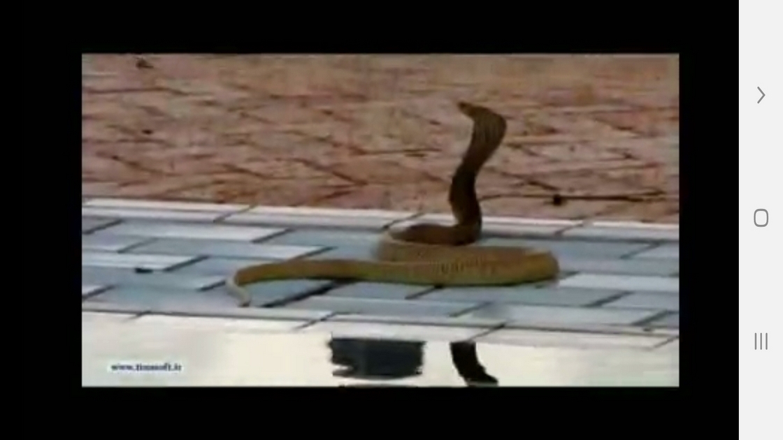 اسکرین شات 7 برنامه دانستنی هایی از دنیای مارها