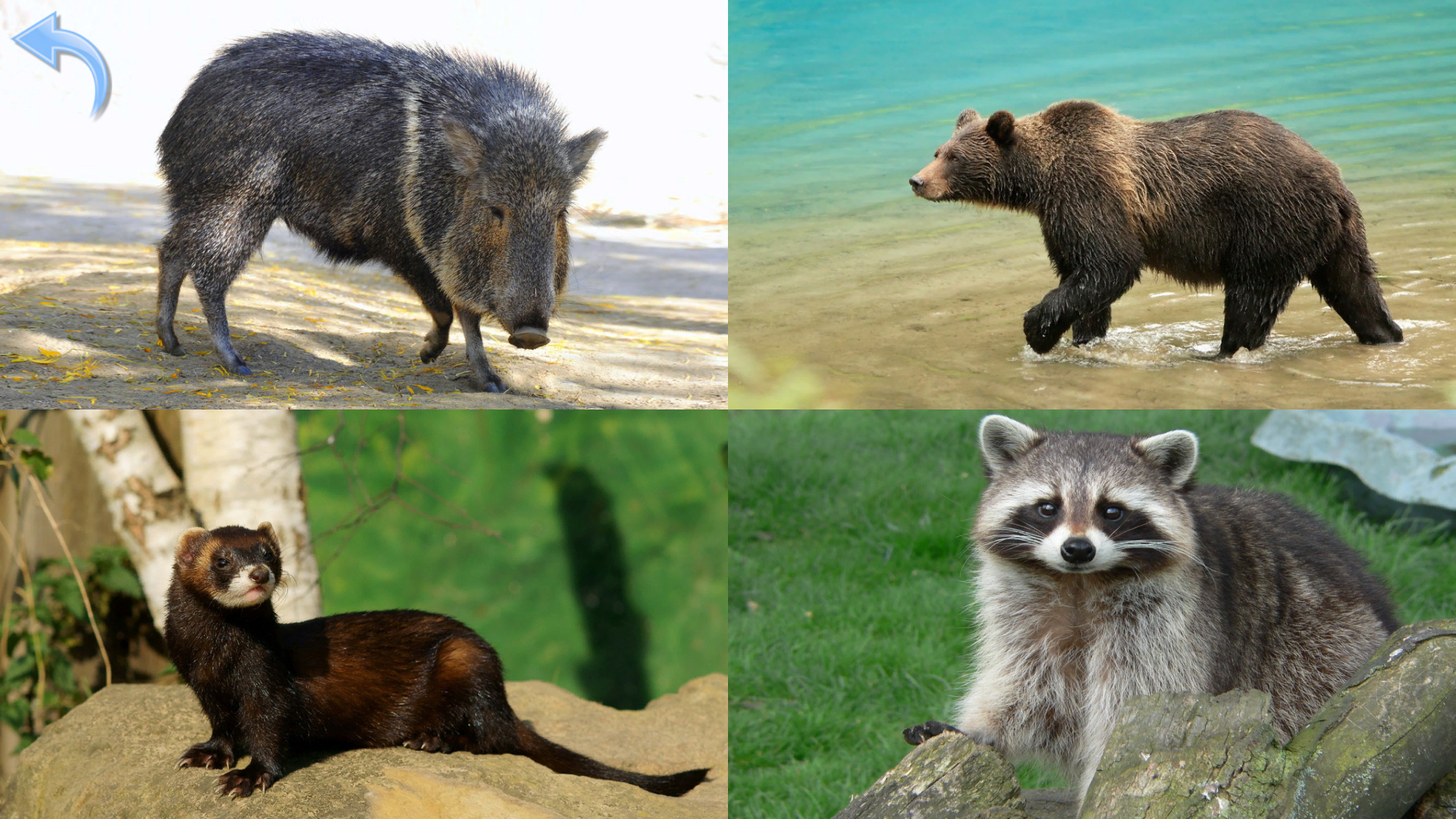 اسکرین شات 6 بازی Animals for Kids