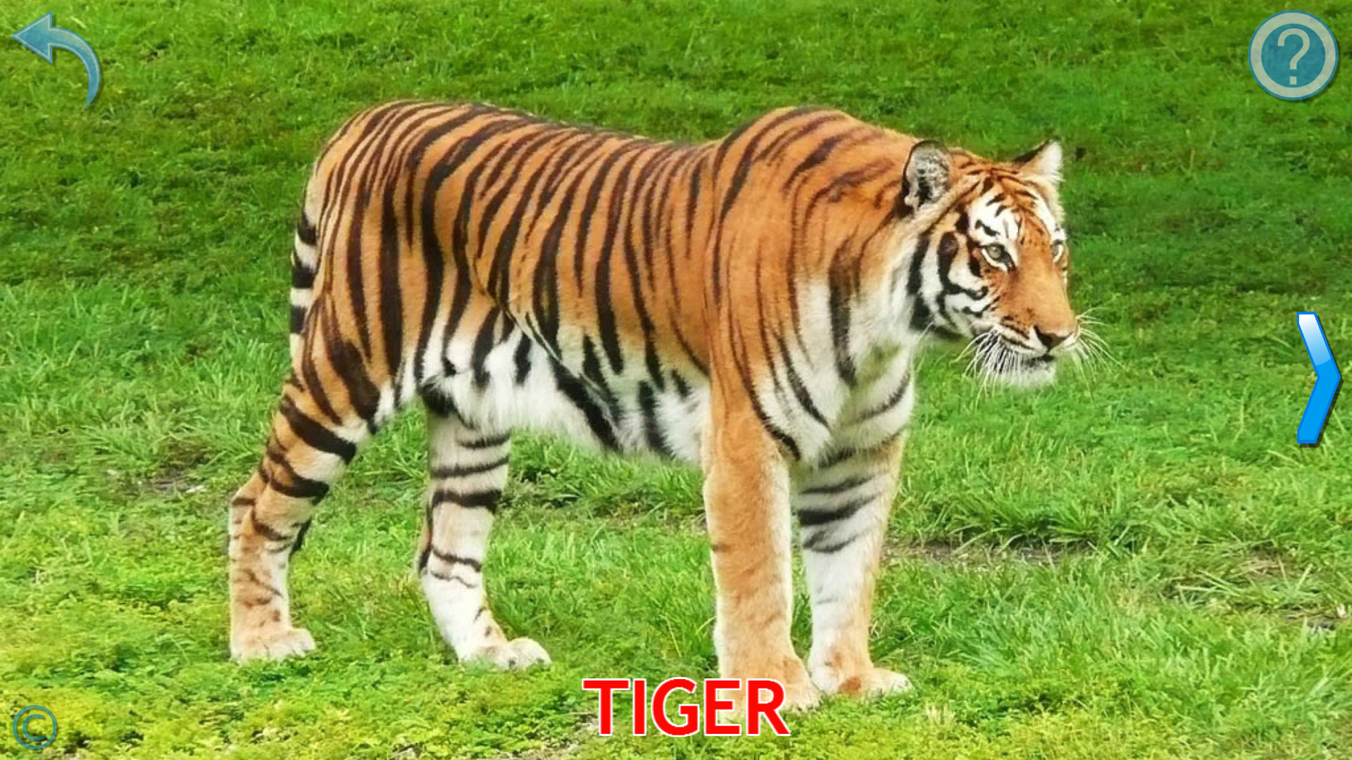 اسکرین شات 2 بازی Animals for Kids