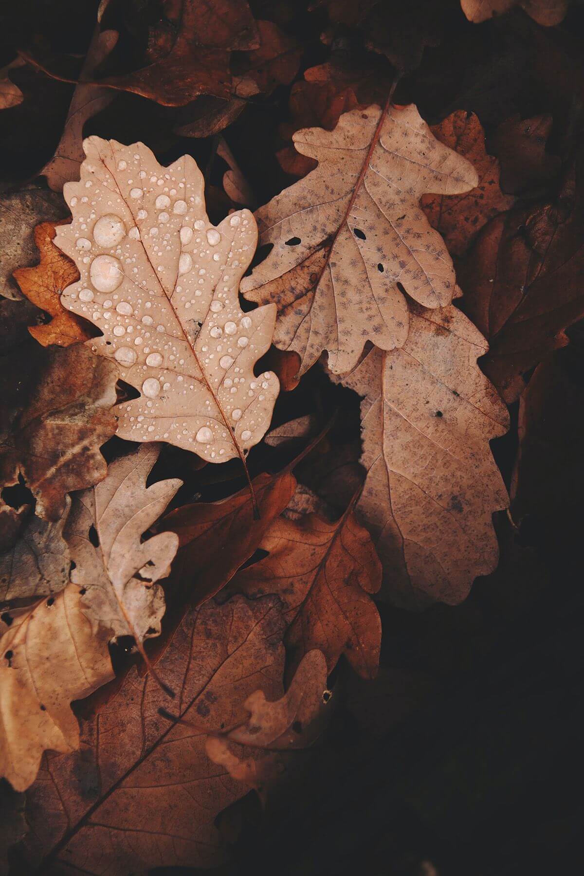 اسکرین شات 5 برنامه Brown Aesthetic Wallpaper