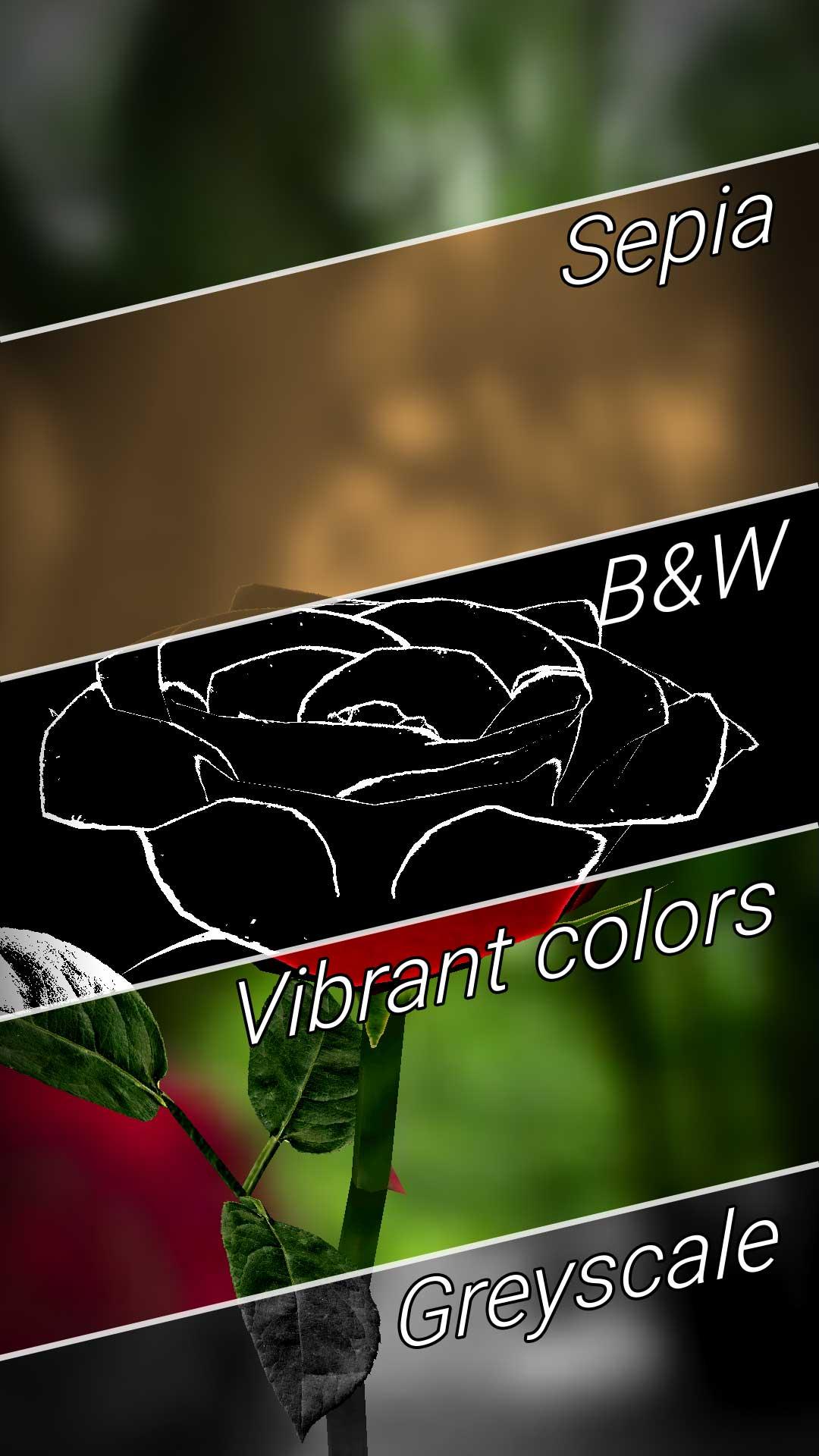 اسکرین شات 4 برنامه 3D Rose Live Wallpaper Lite