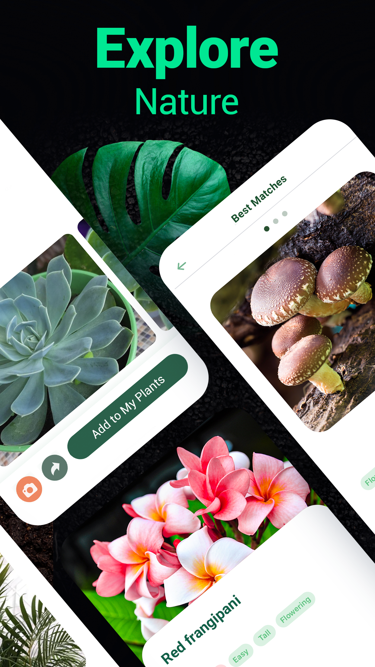 اسکرین شات 4 برنامه Plantum - Plant Identifier