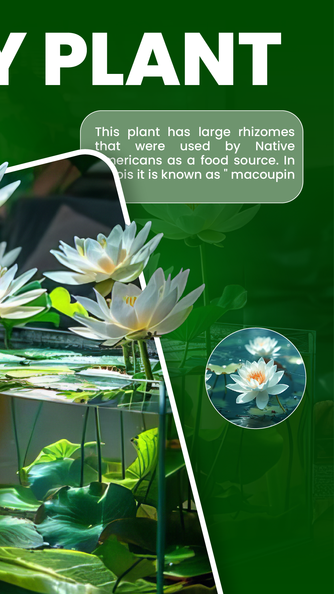 اسکرین شات 2 برنامه Florify: AI Plant Identifier