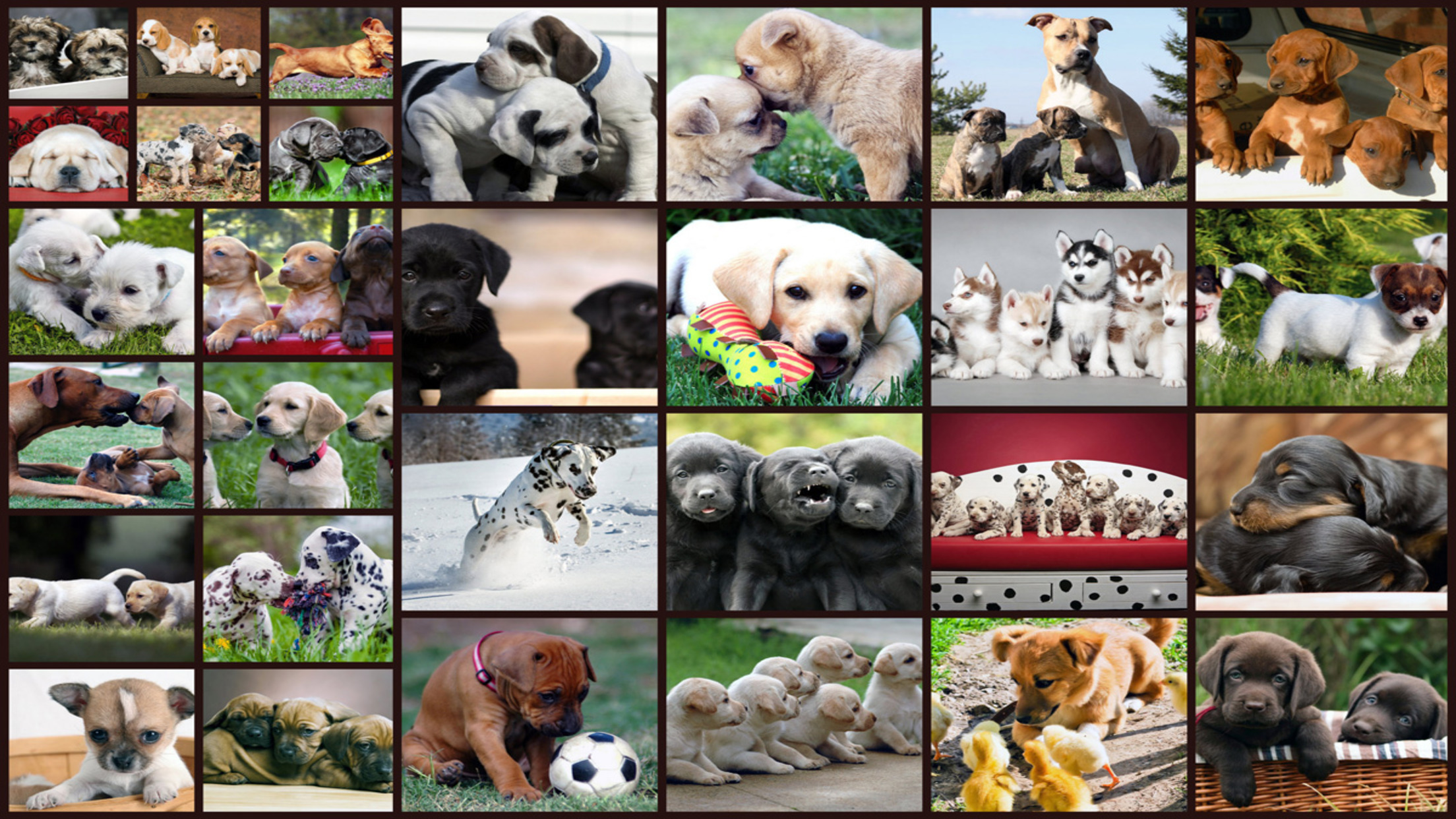 اسکرین شات 1 بازی Puzzle Games Dogs Jigsaw