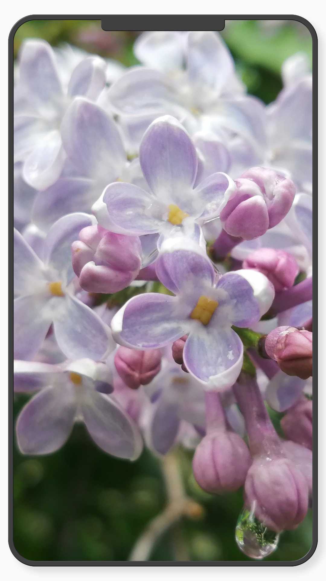 اسکرین شات 8 برنامه Flower Wallpaper-7