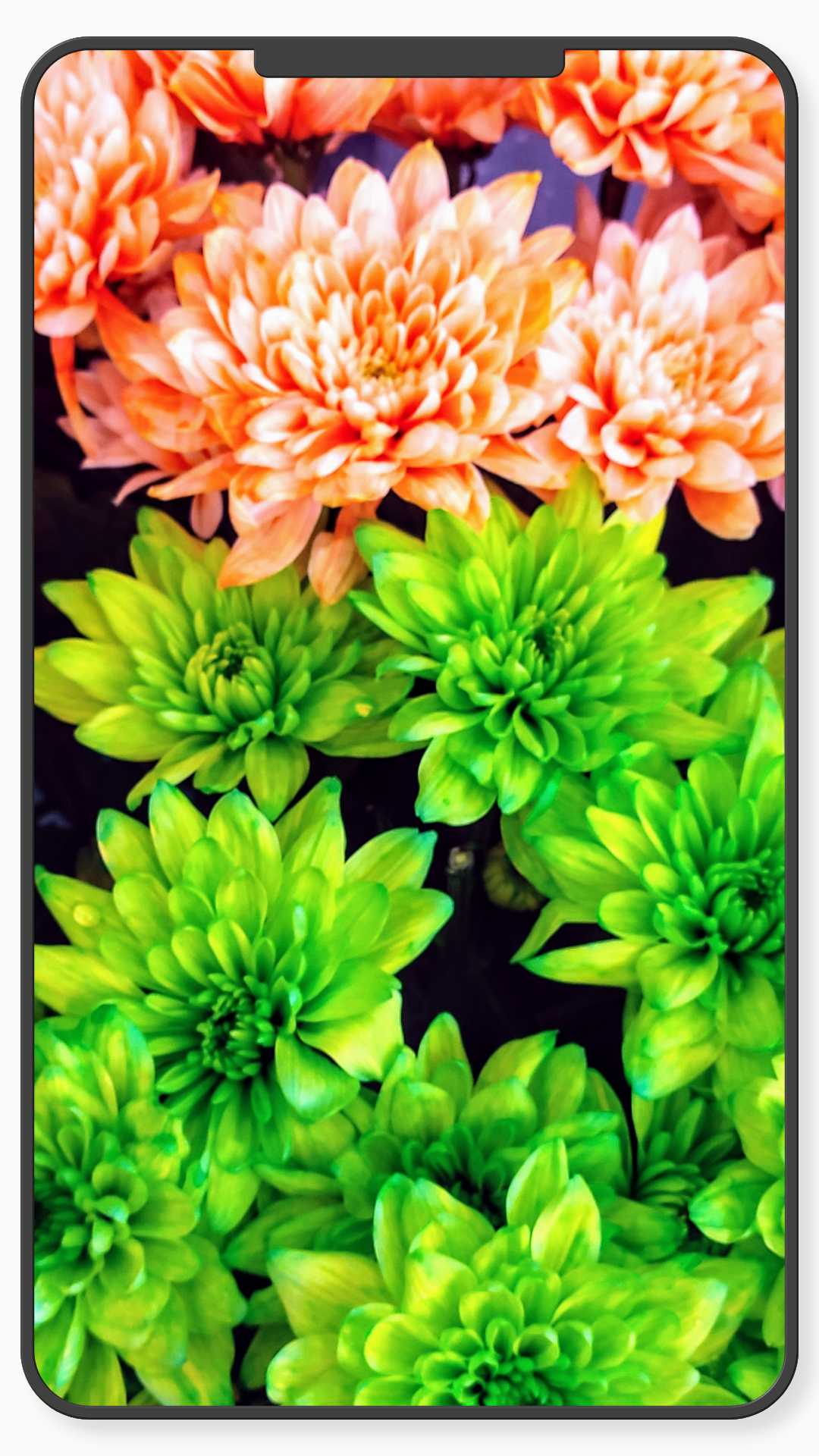 اسکرین شات 3 برنامه Flower Wallpaper-7