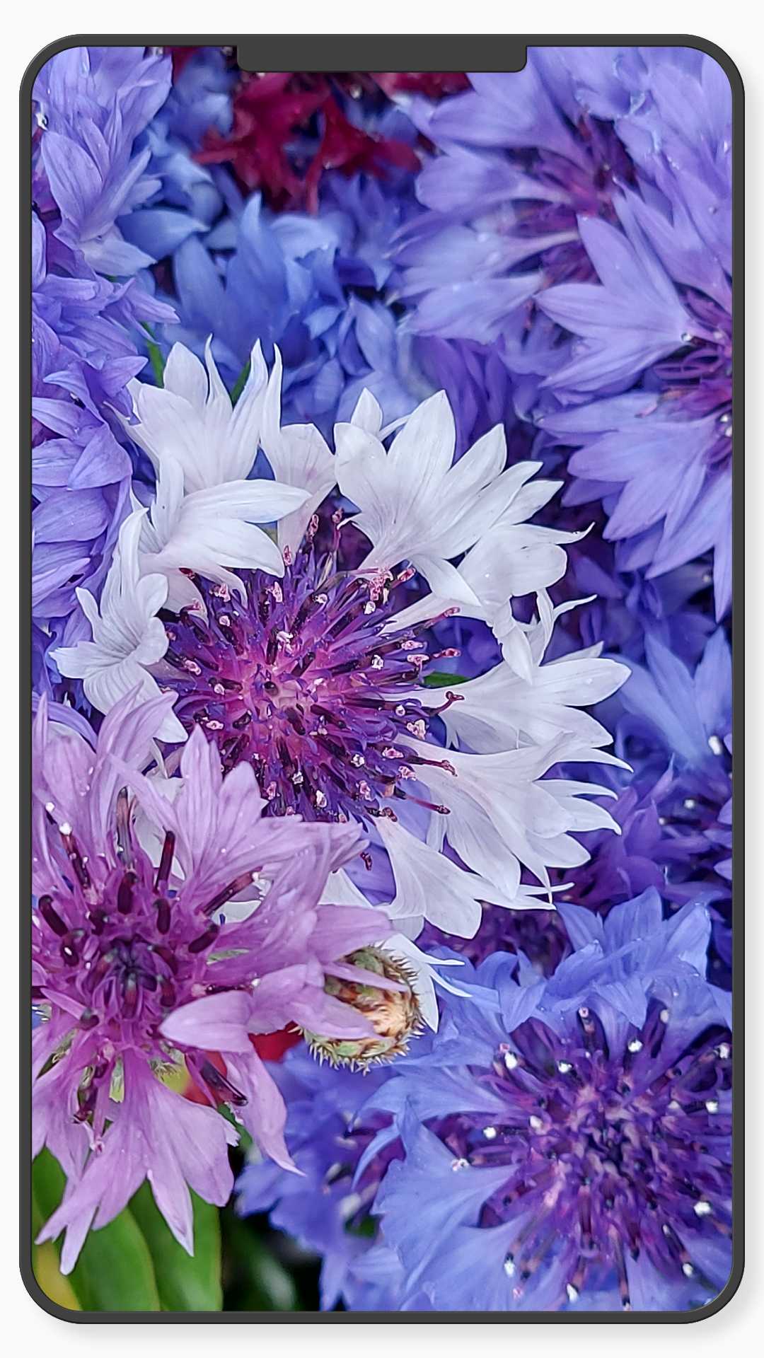 اسکرین شات 4 برنامه Flower Wallpaper-7