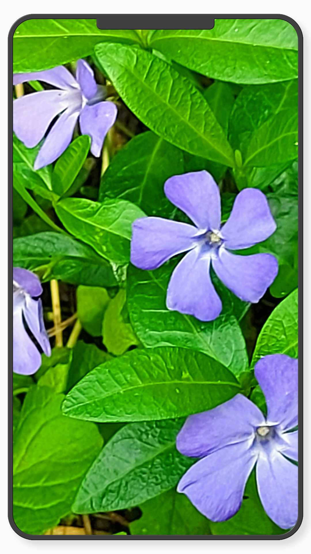 اسکرین شات 6 برنامه Flower Wallpaper-7