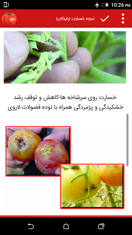 اسکرین شات 2 برنامه دانشنامه کشت گوجه فرنگی