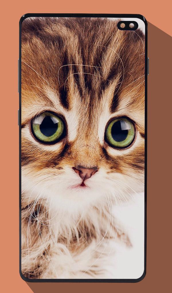 اسکرین شات 2 برنامه Cute Cat Wallpapers