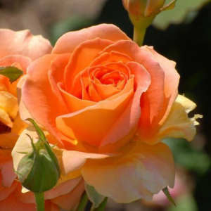 اسکرین شات 7 برنامه Beautiful Flowers & Roses Pics