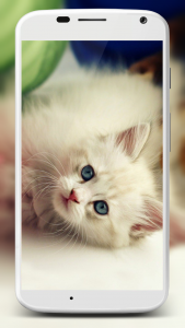 اسکرین شات برنامه Cute Cats Wallpaper 3
