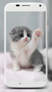 اسکرین شات برنامه Cute Cats Wallpaper 4
