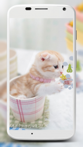 اسکرین شات برنامه Cute Cats Wallpaper 2