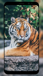 اسکرین شات برنامه Tiger Wallpaper HD 7