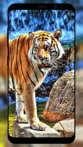 اسکرین شات برنامه Tiger Wallpaper HD 4