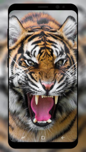اسکرین شات برنامه Tiger Wallpaper HD 3