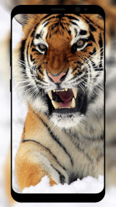 اسکرین شات برنامه Tiger Wallpaper HD 1