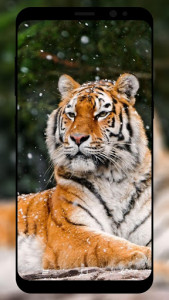 اسکرین شات برنامه Tiger Wallpaper HD 2