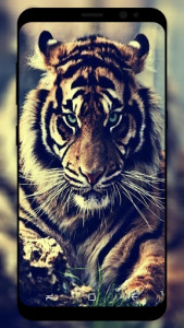 اسکرین شات برنامه Tiger Wallpaper HD 5