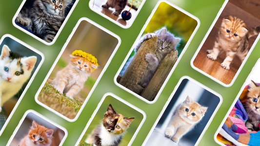 اسکرین شات 1 برنامه Cat Wallpapers & Cute Kittens