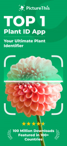 اسکرین شات 1 برنامه PictureThis - Plant Identifier