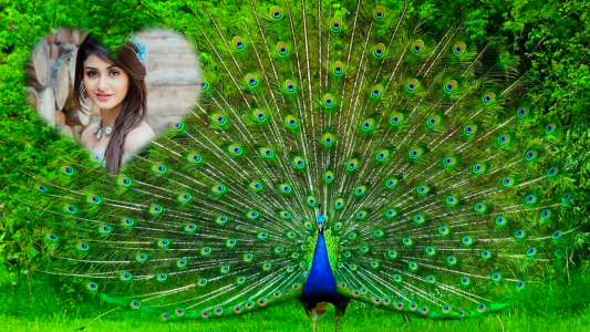 اسکرین شات برنامه Peacock Photo Editor & Frames 5